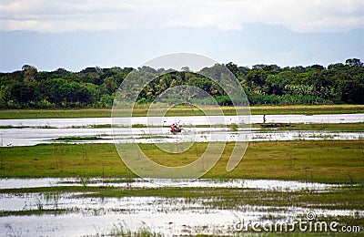 Swampy area, Wirawila-Tissa Nature Reserve, Sri Lanka Editorial Stock Photo