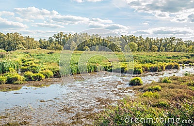 Swampy creek in the Dutch nature reserve De Biesbosch Stock Photo