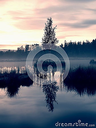 Swampy lake with mirror water level in mysterious forest, young tree on island in middle. Fresh green color of herbs and grass, b Stock Photo