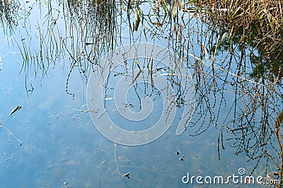 Swampy overgrown pond, reflection of grass in the water Stock Photo