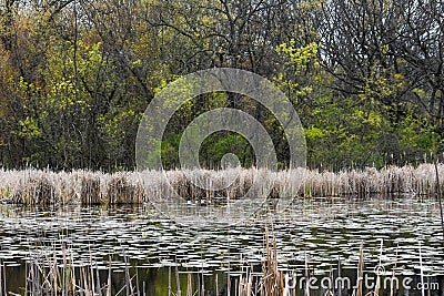 Swampy Part of Lake with Lily Pads and Cattails Stock Photo