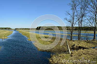 Swampy terrain. The flood of the river Pripyat.Belarus. Stock Photo