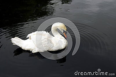 Swan-1 Stock Photo