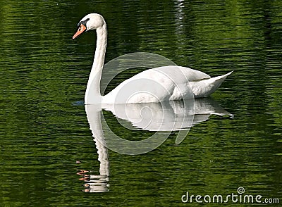 Swan Stock Photo