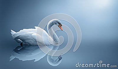 Swan Stock Photo