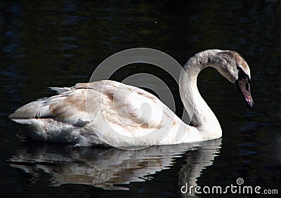 Swan Stock Photo