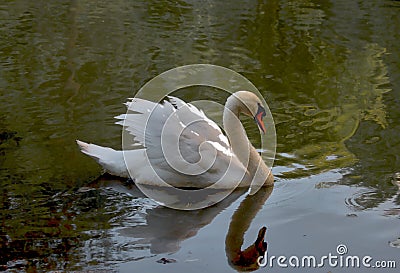 Swan admiring reflection in pond Stock Photo
