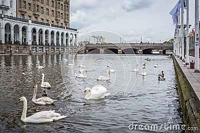 Swan in Alster river in Hamburg Stock Photo