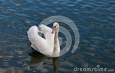 Swan in Austin, Texas Stock Photo