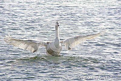 Swan baby Stock Photo