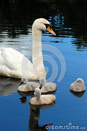 Swan with baby chicks Stock Photo
