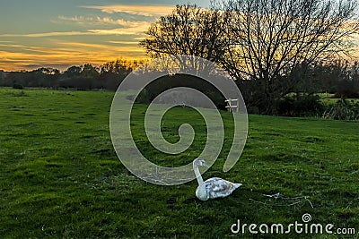 A swan beds down on the river meadow of the river Stour at sunset on the edge of Sudbury, Suffolk Stock Photo