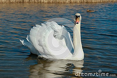 swan on blue lake water in sunny day, swans on pond, nature series Stock Photo