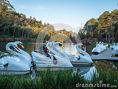 Swan boats wait for passengers for a short tour in the lake Stock Photo