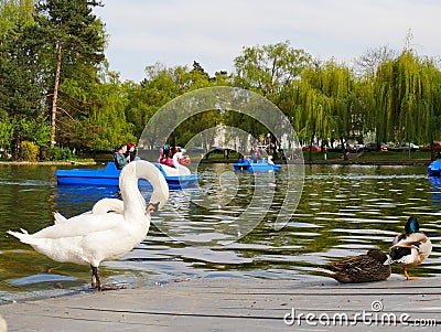 Swan boats and white swans on the lake Editorial Stock Photo