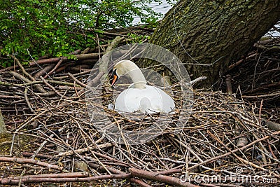 A Swan builds its nest on a small island on South Norwood Lake, Stock Photo