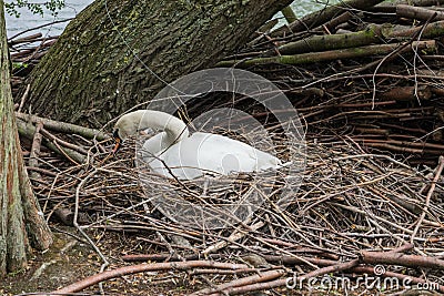 A Swan builds its nest on a small island on South Norwood Lake, Stock Photo