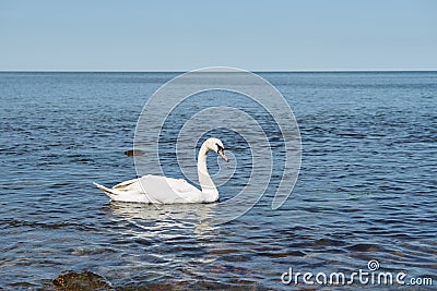 Swan in calm water Stock Photo