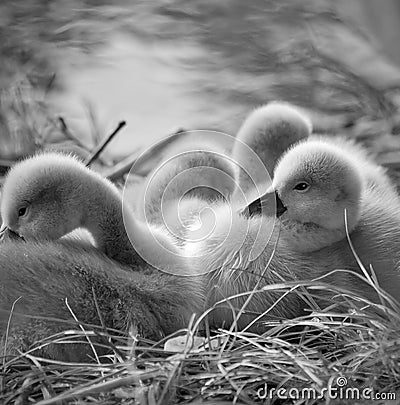 Swan Chicks Stock Photo