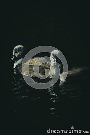 Swan Chicks Stock Photo