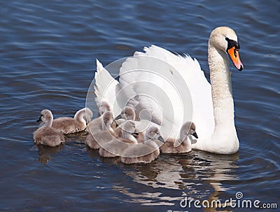Swan with chicks Stock Photo