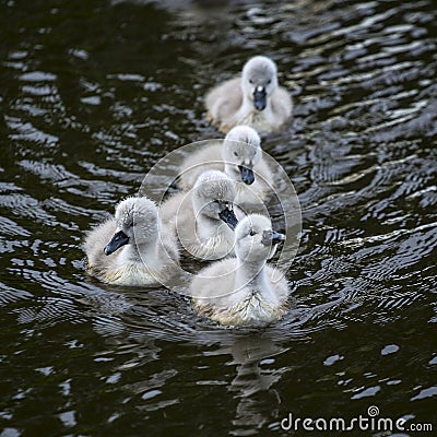 Swan chicks in early spring Stock Photo