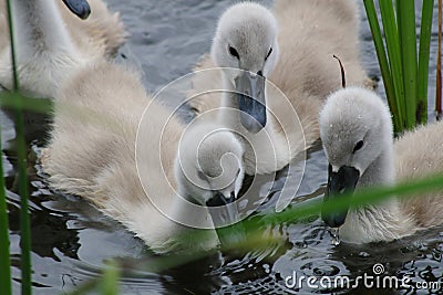 Swan chicks Stock Photo