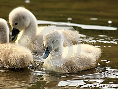 Swan chicks Stock Photo