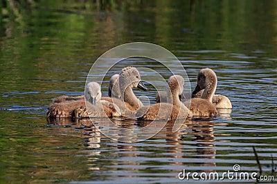Swan chicks on the lake Stock Photo