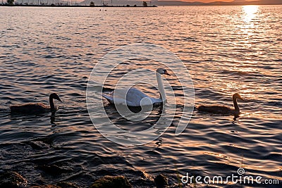 Swan with chicks on the lake at sunset Stock Photo