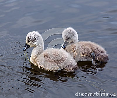 Swan chicks in early spring Stock Photo