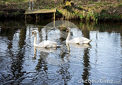 A swan couple in river Don at Seaton park, Aberdeen Stock Photo