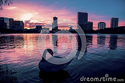 Swan in a dramatic sunset in Lake Eola Stock Photo