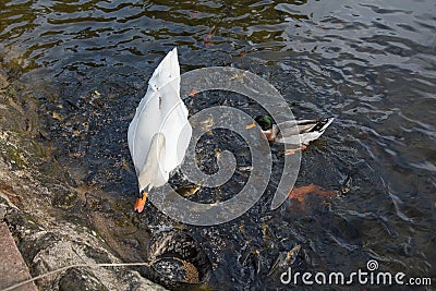 Swan duck and fish eating on the water. Stock Photo