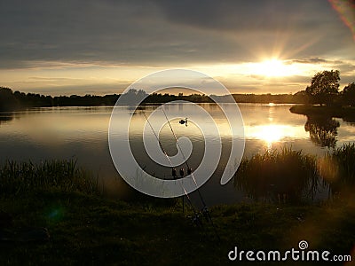 Swan at Dusk Stock Photo