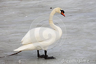 A swan is eating Stock Photo