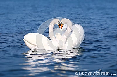 Swan Fall in Love, Birds Couple Kiss, Two Animal Heart Shape Stock Photo