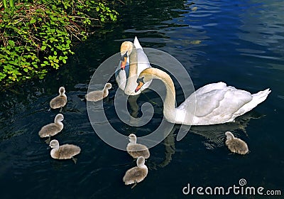 Swan family Stock Photo