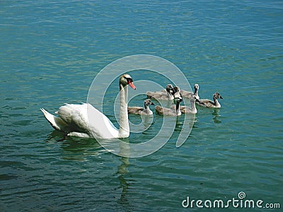 Swan family Stock Photo