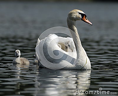 Swan Family Stock Photo