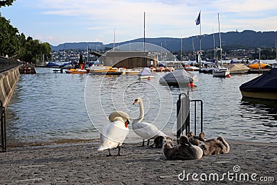 Swan Family be a River during a Beautiful Summer Evening in Zurich, Switzerland Editorial Stock Photo