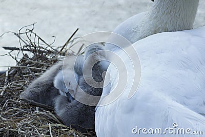 Swan family Stock Photo