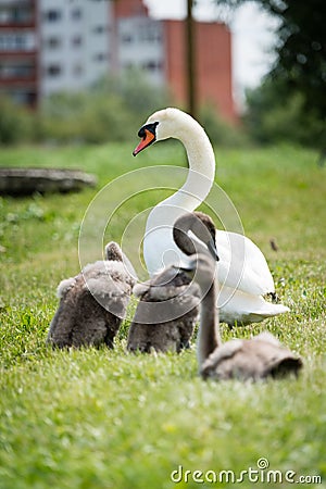 Swan family with children Stock Photo