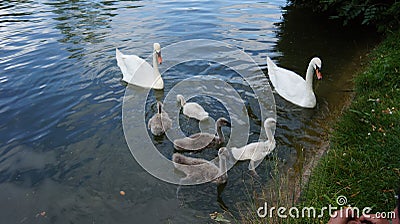 Swan Family in the Lake Stock Photo