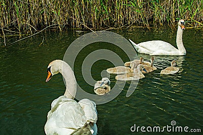 Swan family on the lake. swans with nestlings Stock Photo