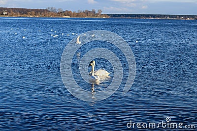 Swan family in the river Daugava Stock Photo