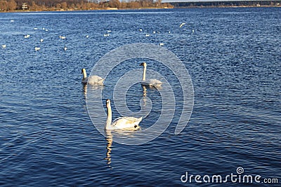Swan family in the river Daugava Stock Photo