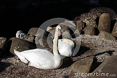 Swan fidelity. Together forever. Stock Photo