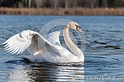 The swan flapped its wings above the surface of the water. A graceful white swan swims in the lake and flaps its wings on the Stock Photo