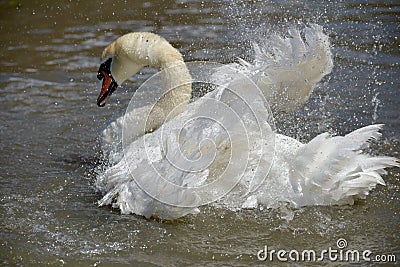 Swan flapping wings at Abbotsbury Swannery Stock Photo